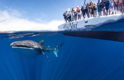 Guests on a whale private charter